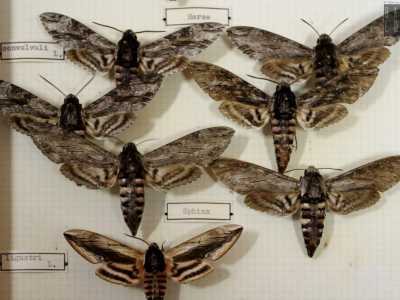 ...ma osserviamo anche la specie Herse convolvuli, della famiglia Sphindigiae. Si tratta di grosse farfalle notturne dal colore bruno- grigiastro, chiamate cos� perch� le larve si sviluppano sulle piante di convolvolo